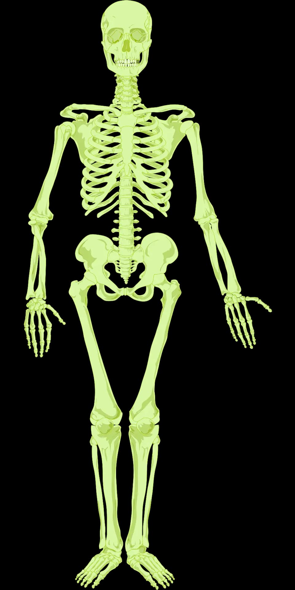 Schematic skeleton diagram used as a navigational specimen index.